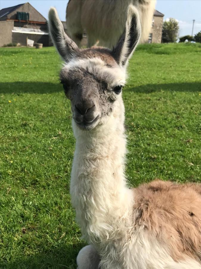 The Beautiful Lazy Llama Shepherd Hut Farm Stay Ballyshannon Exterior foto